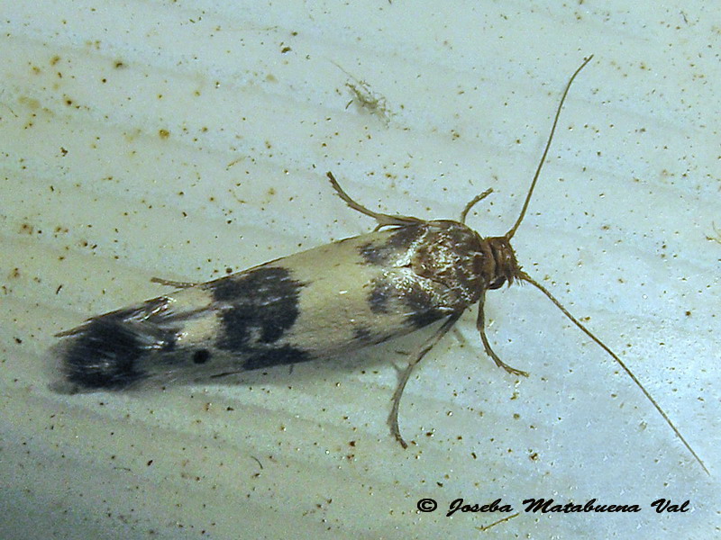 Enolmis acanthella - Scythrididae ? S